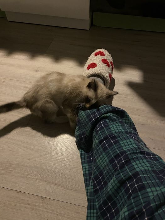 Ищу дом для найденного кота