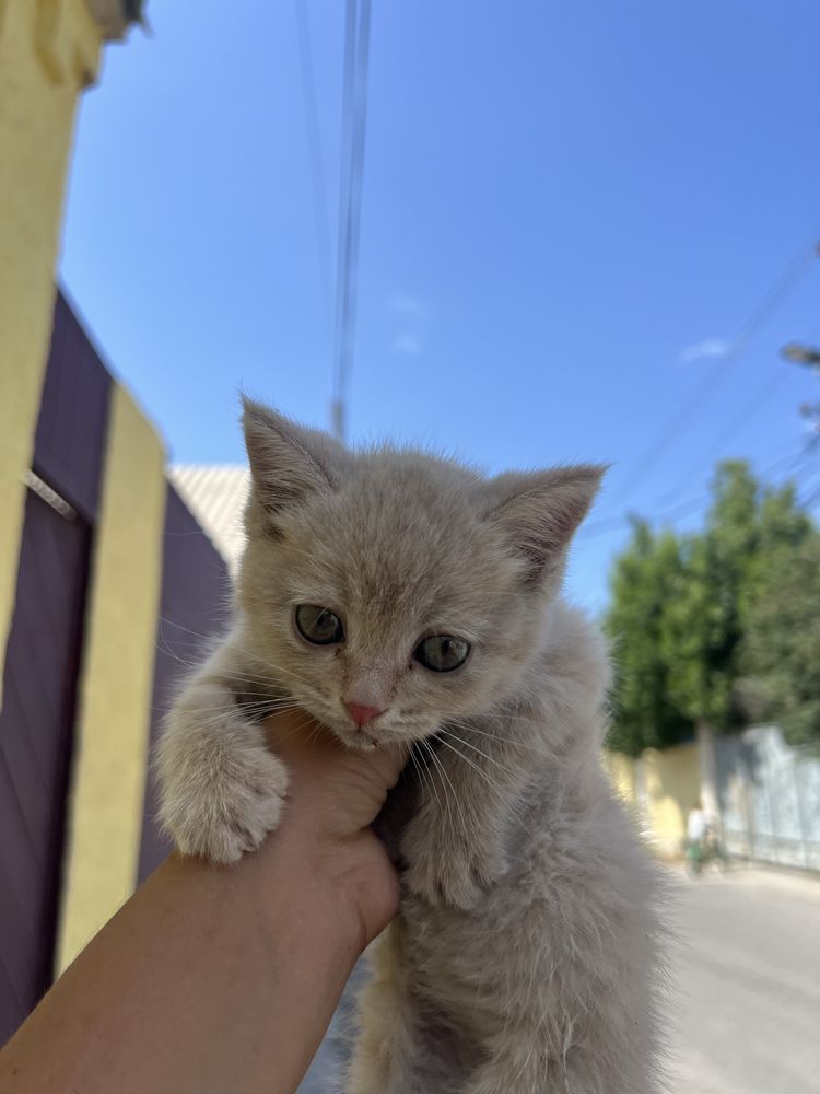 Котёнок примерно 0,5-1 месяцев