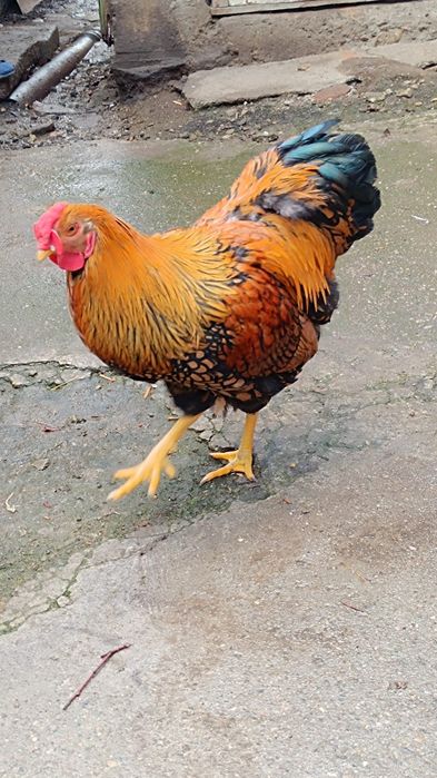 Cocoș wyandotte gsg