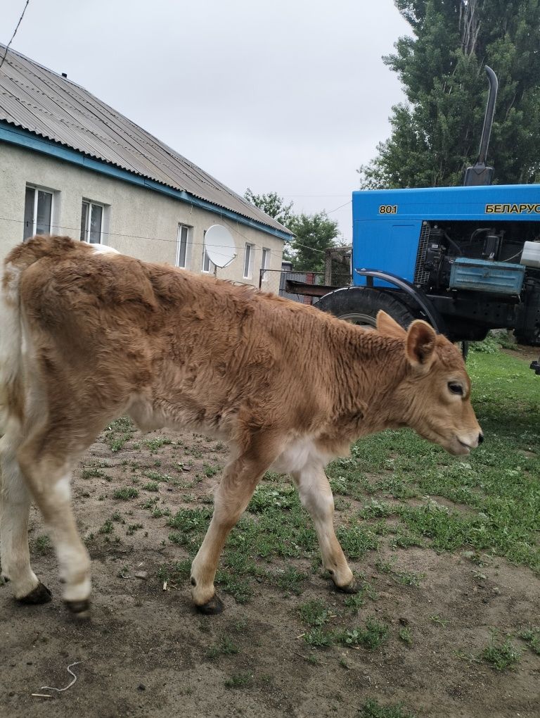 Ургашы Алатау тукым бузау