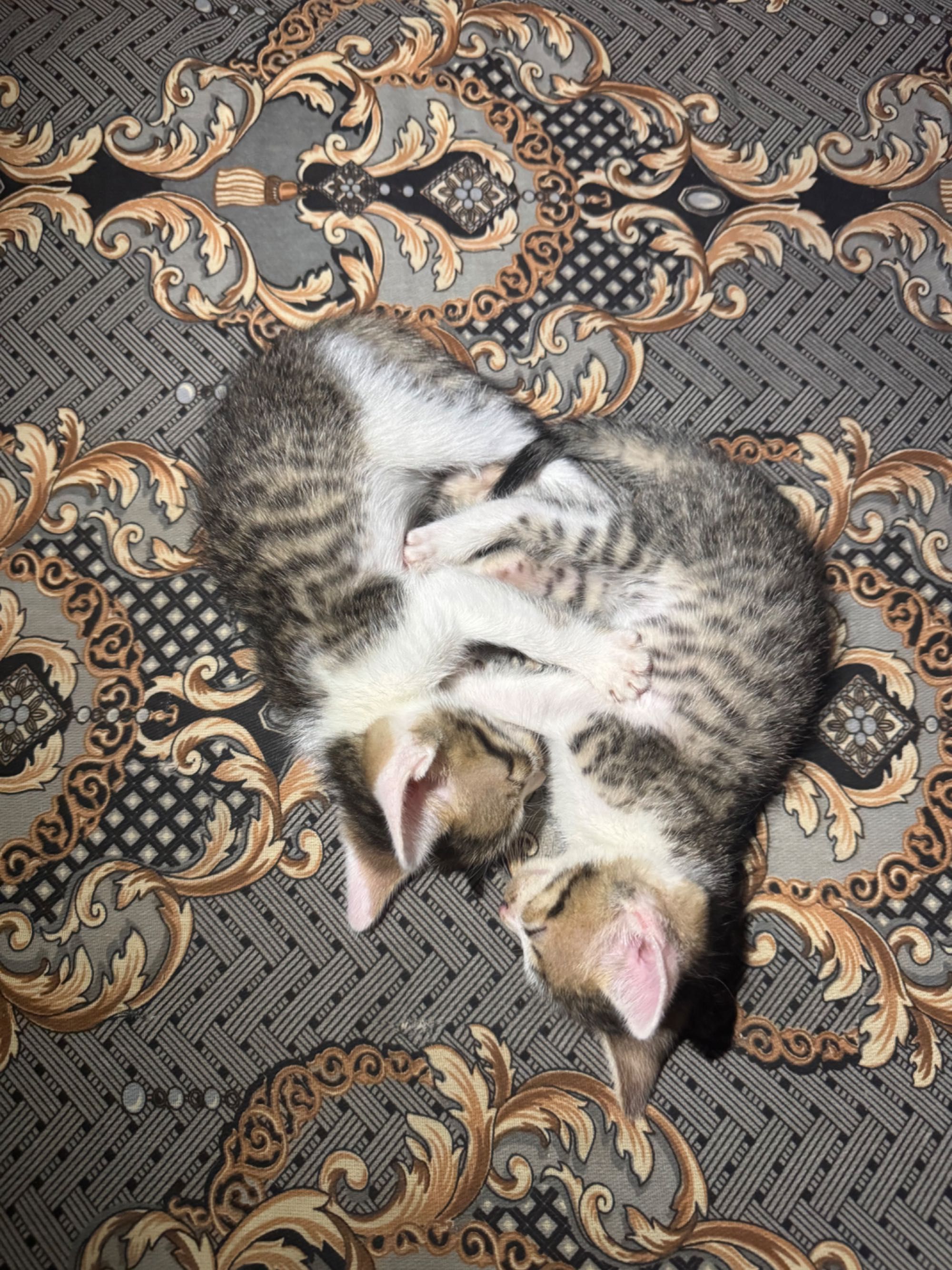 Британские котята