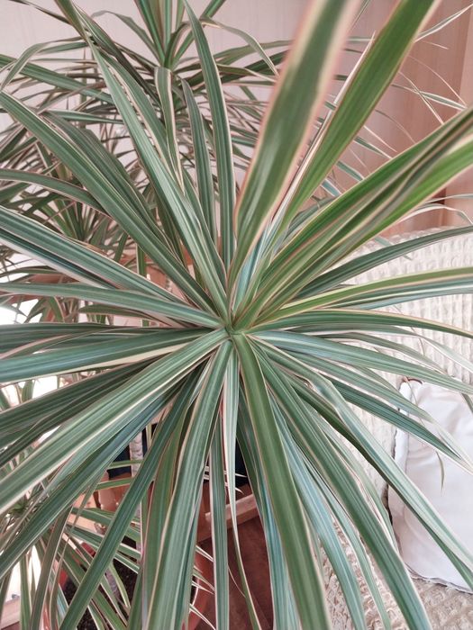 Отросток драцены