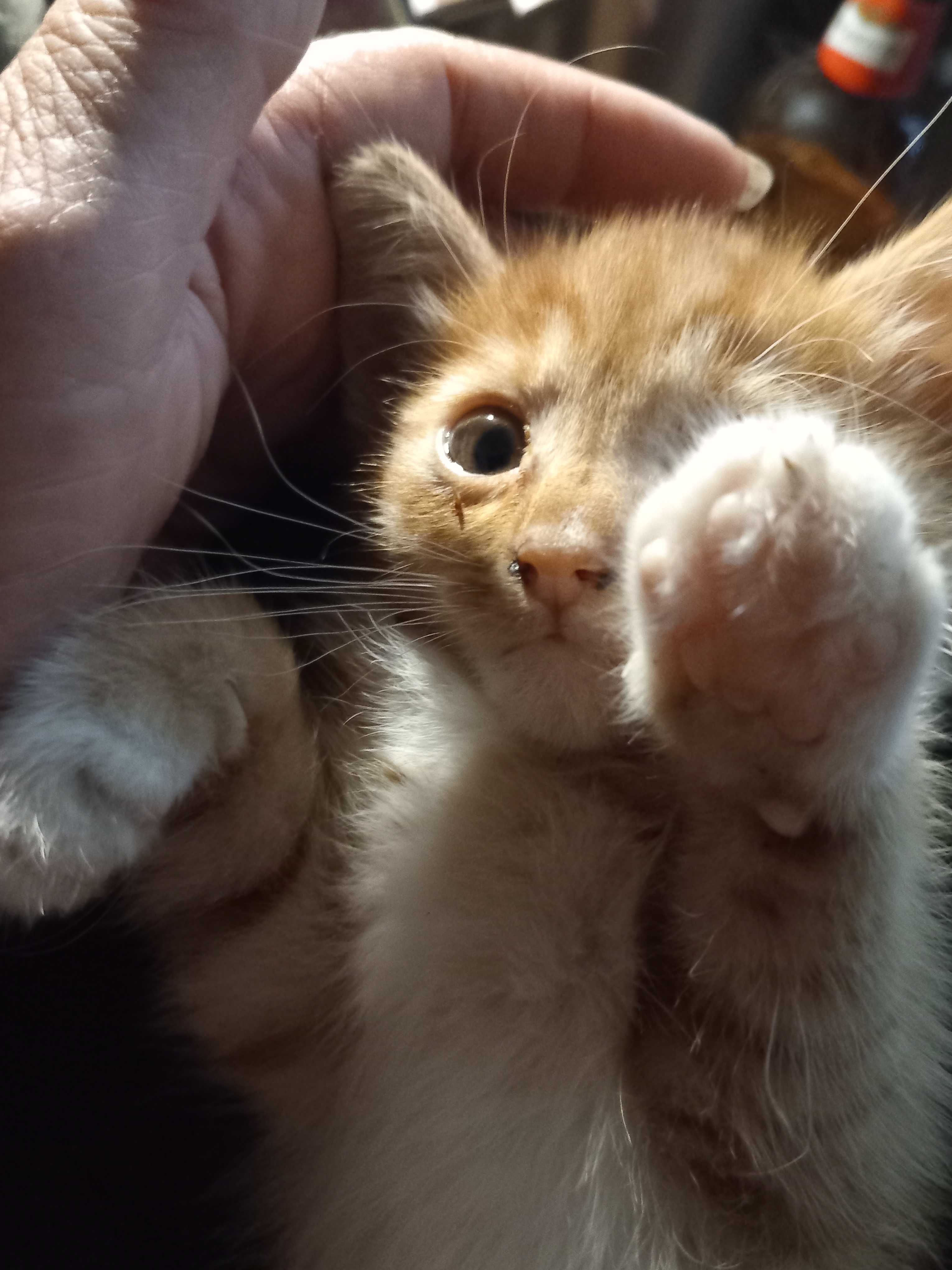 Подарявам малки котета