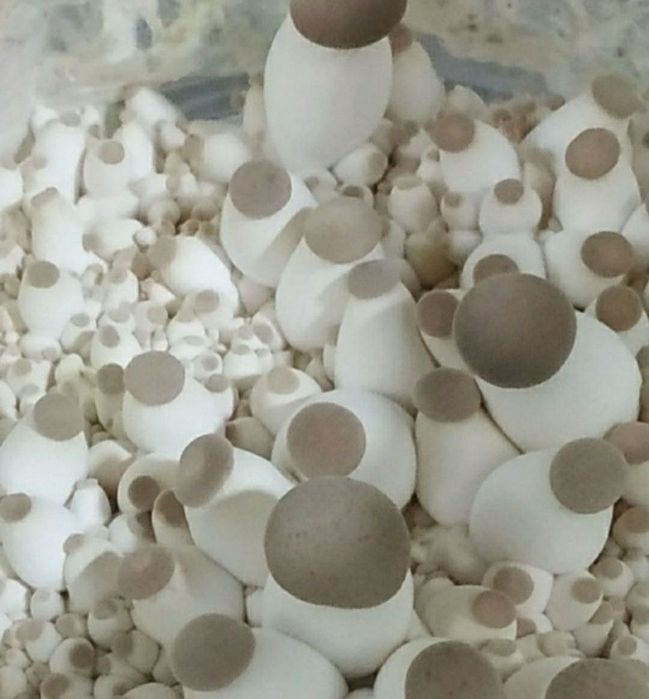 Салодковый Корен , Для Семена Грибов Вешенки