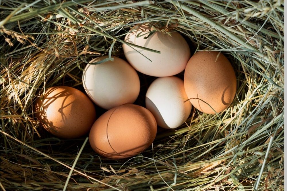 Продам домашние яйца