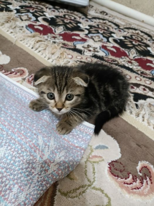 Продаётся британская кошка