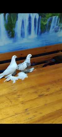 Продам голубей тяга игра гребля