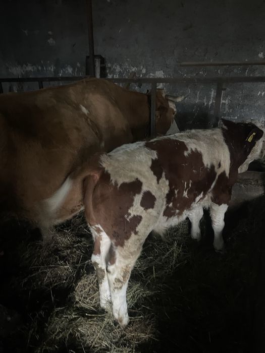 Vand vițel bălțat