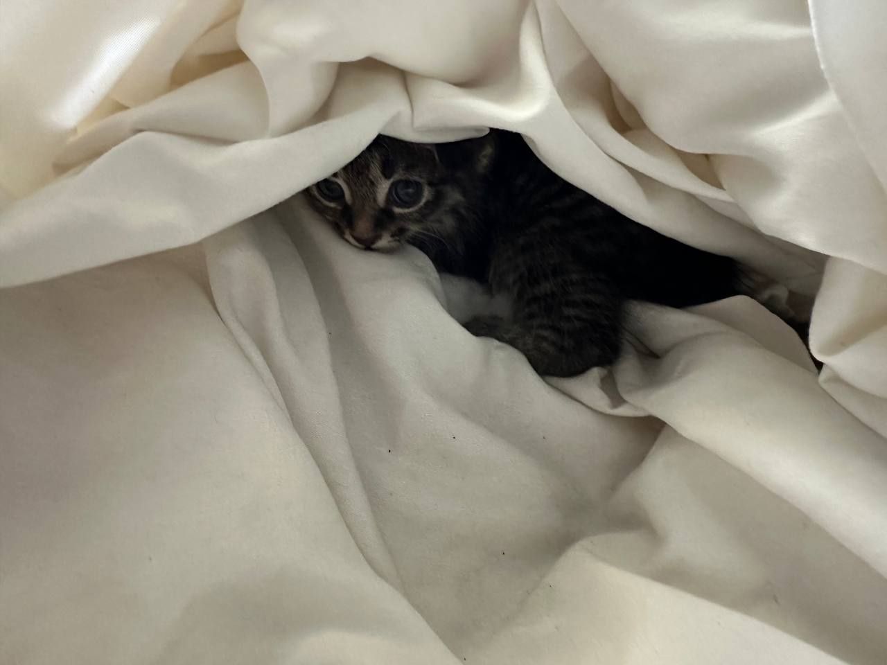 отдадим котят в хорошие руки