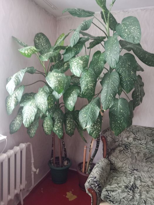 Продам домашнее цветы.