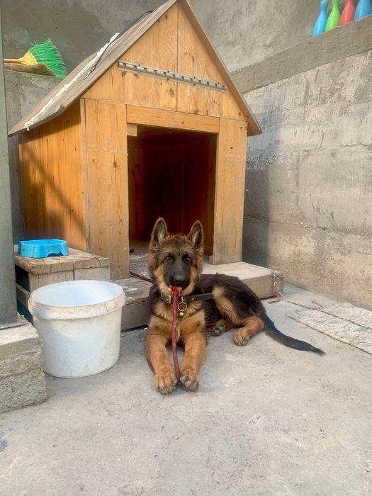 Немецкая овчарка чистокровная