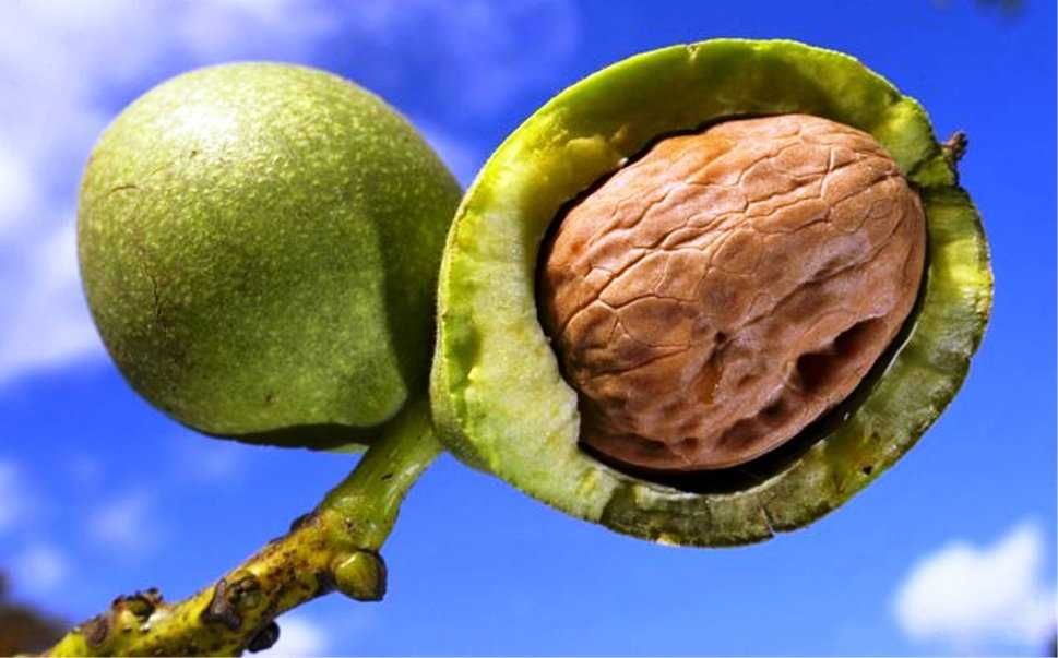 Nuc negru Forestier- cantitate en gros Nuc Chandler, Milotai