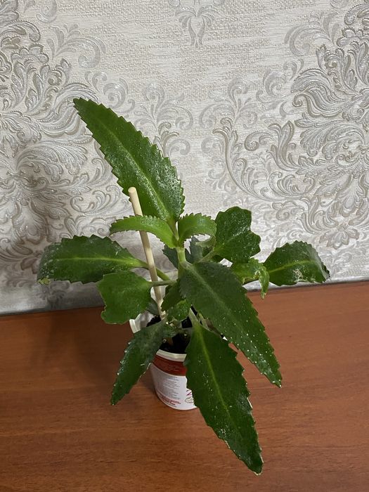 Каланхоэ Дегремона лечебное 500тг