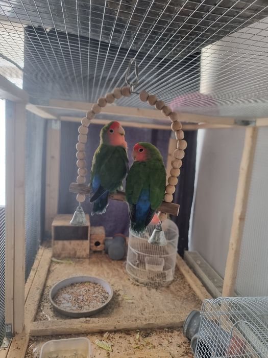 Cusca pt papagali inclusiv