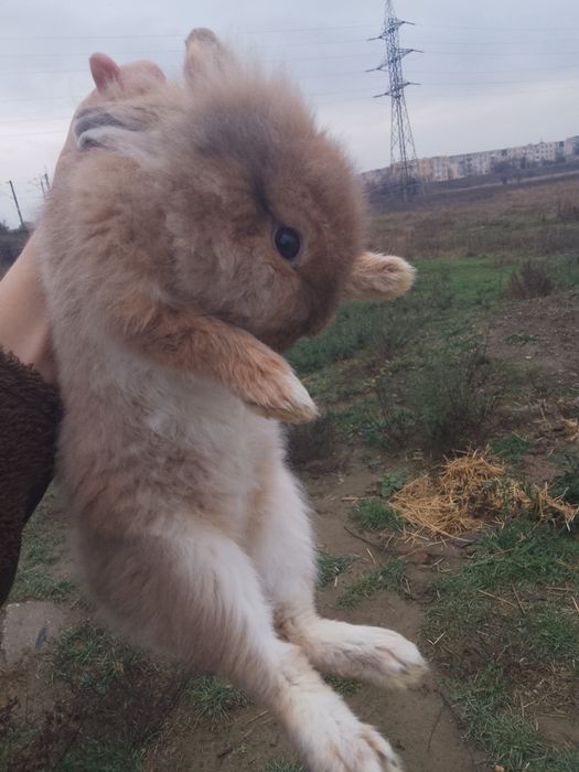 Vând iepuraș cap de leu