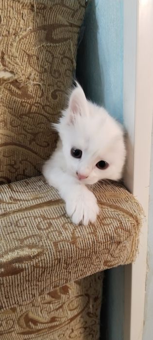 Продаются котята