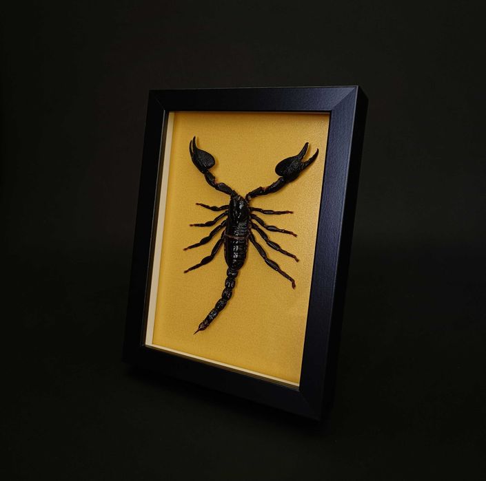 Подарък за зодия Скорпион, Препариран истински скорпион в рамка