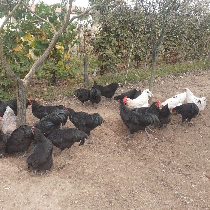 Vând puicuțe și cocoși australorp