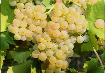 Struguri de vin calitatea 1 prod 2025