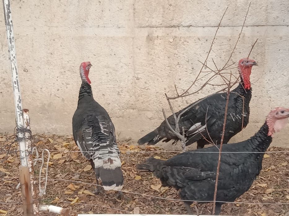 Продам молодых индюков порода хорошая израильская кормили всем натурал