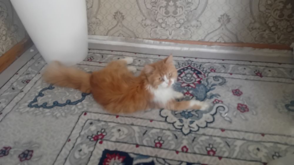 yaxshi uyda boqilgan damashni erkak