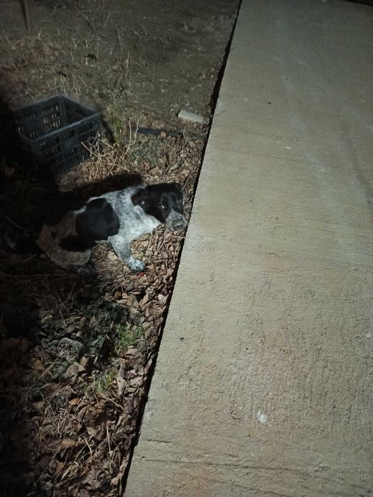 Продам собаку  охотничья