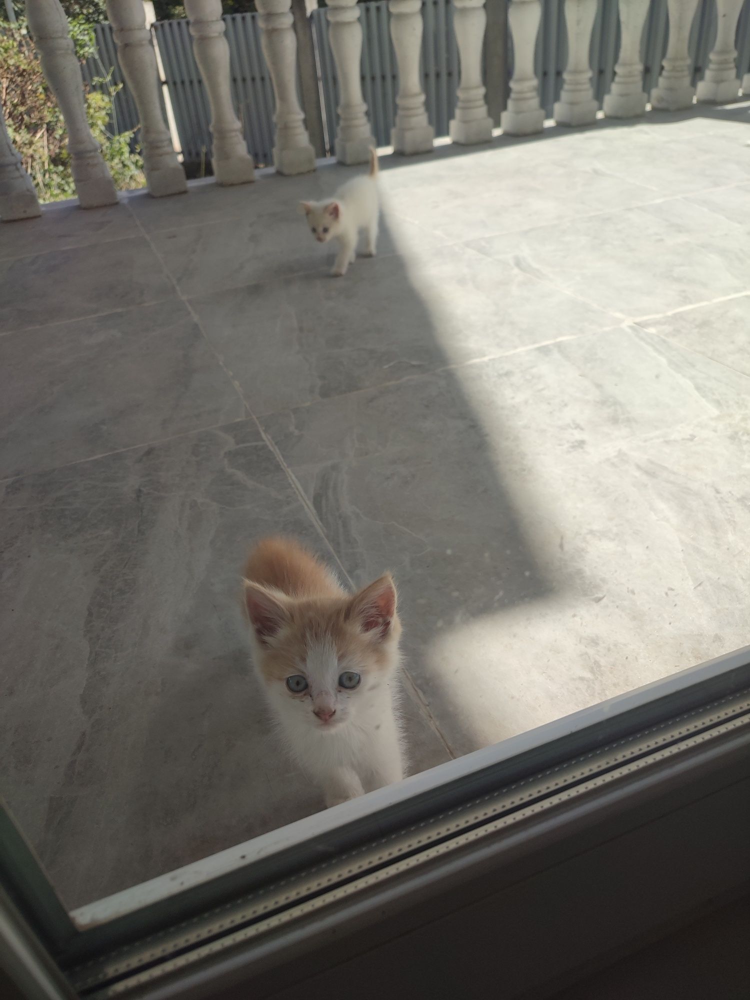 Отдам даром, котята умные, милые