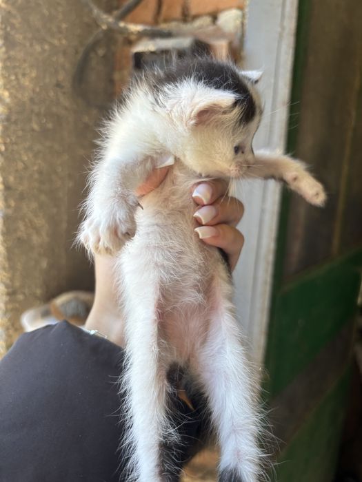 Котенца за подаряване