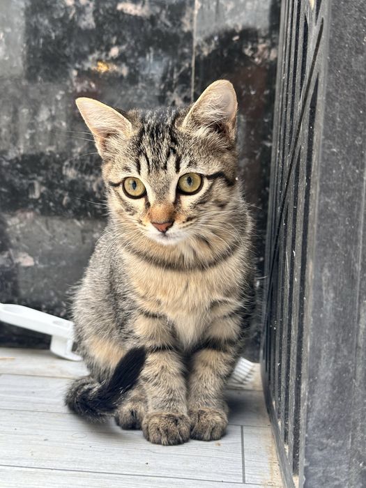 Отдам в добрые ручки домашних чистеньких котят
