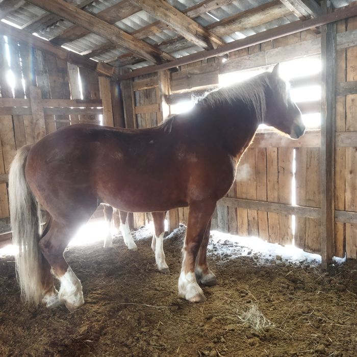 Прадам жеребец 7 лет