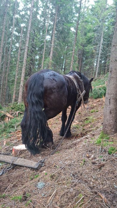 Armasar de vanzare  4 ani