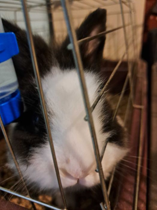 Подарявам женско и мъжко мини зайчета