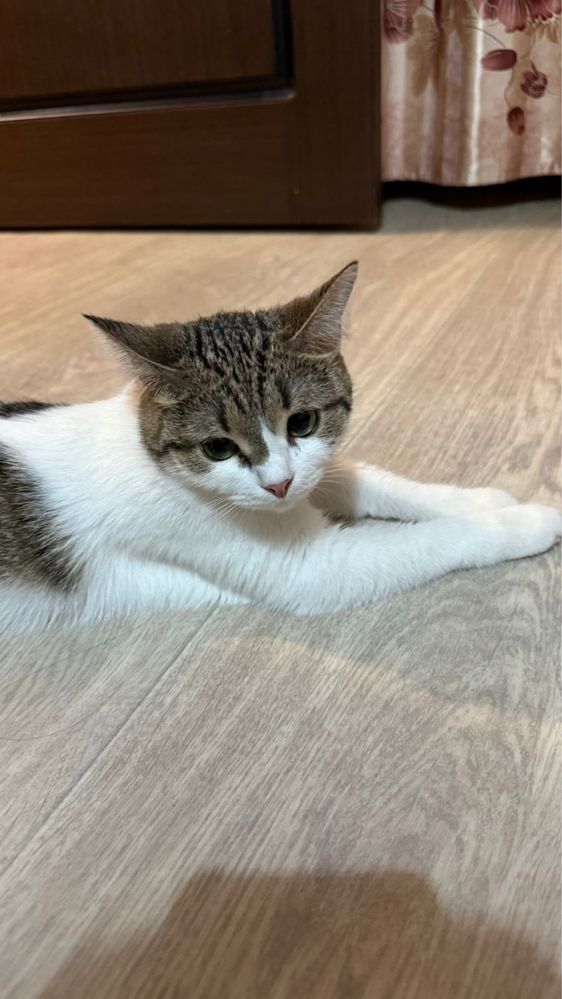 Кошка Мила ищет дом