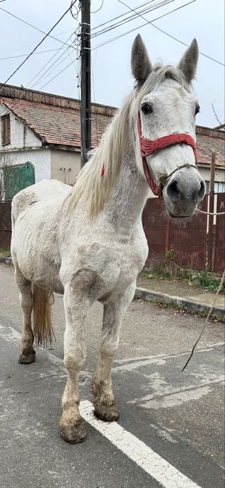 De vanzare iapa de 9 ani garantata fara defect mai multe det la tel .