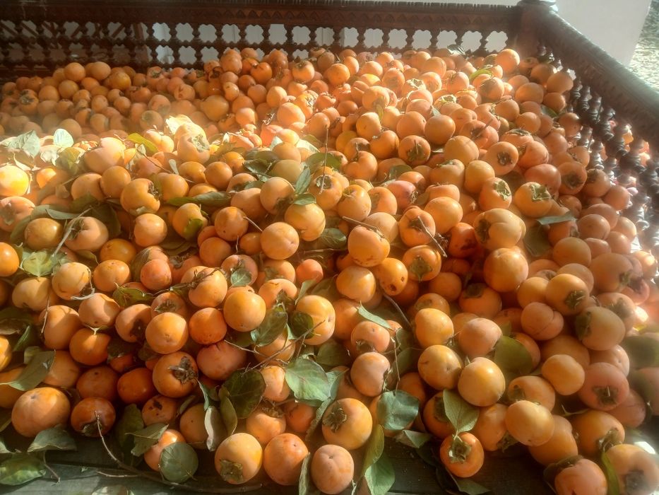 Хурмо бор шакаладни