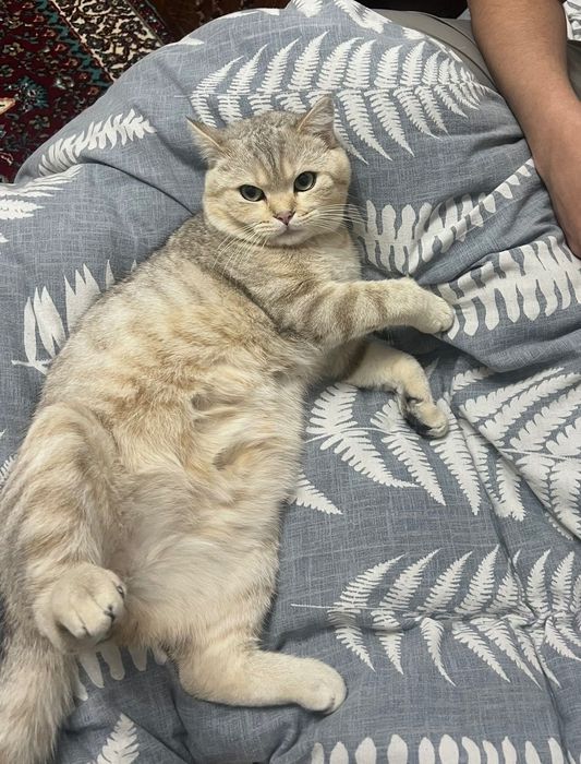 Кошка не Продается !!!   На Вязку ! ! !