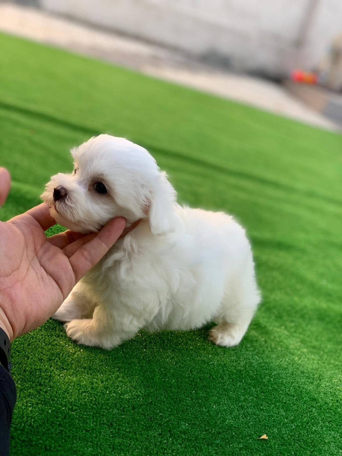 Bichon maltez mini toy