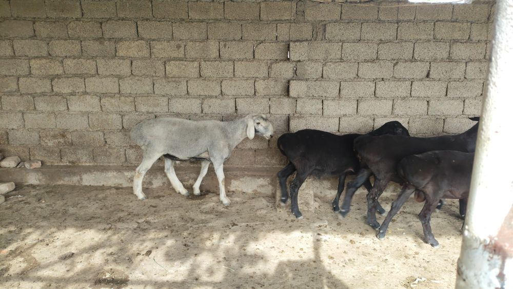 Qochqorlar kachoklar