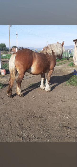 Vând iapă de 6 ani