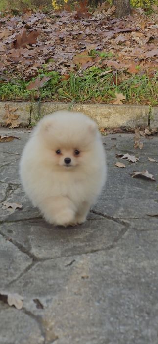 Померан,померанче мини момченца!