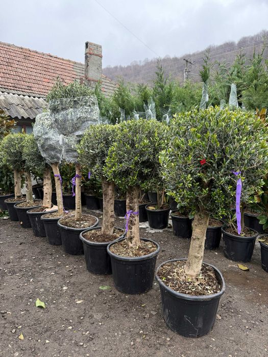 Maslini , Magnolia Grandiflora , Tuia Spiral 3D . PonPon