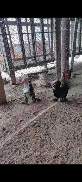 Vănd cocoși de găină sau de iopan