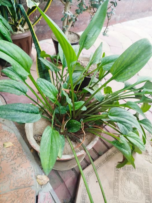 Продаются цветы на горшке