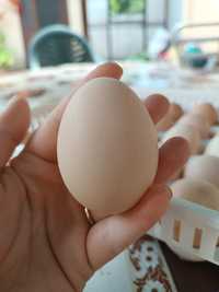 Ouă de țară de vânzare