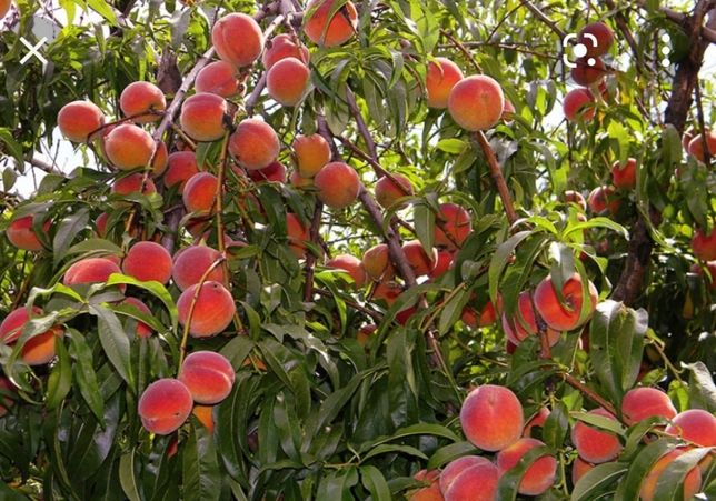 Pomi fructiferi Piersici