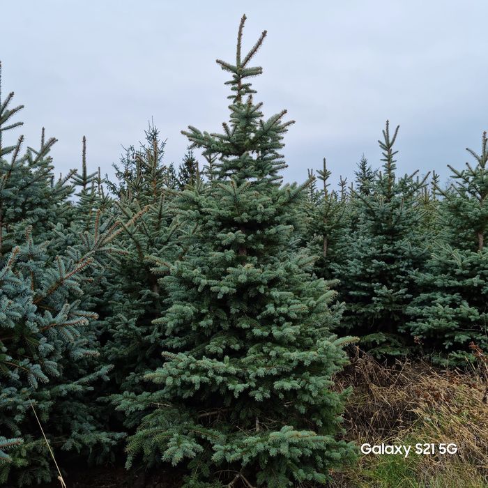 Brazi verzi si arginti
