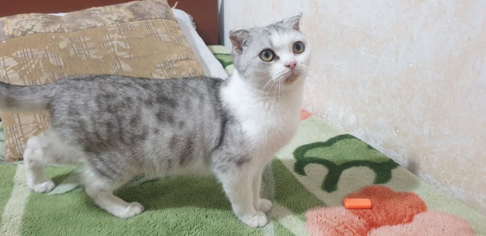 Scottish fold shinshilla