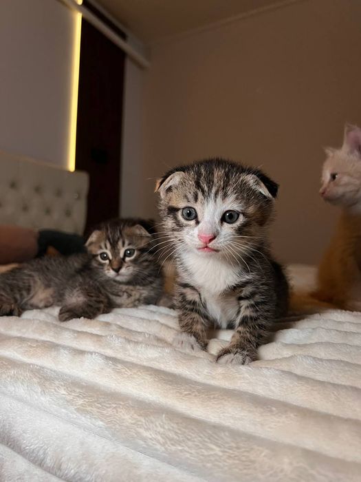 Продаются Вислоухие котята