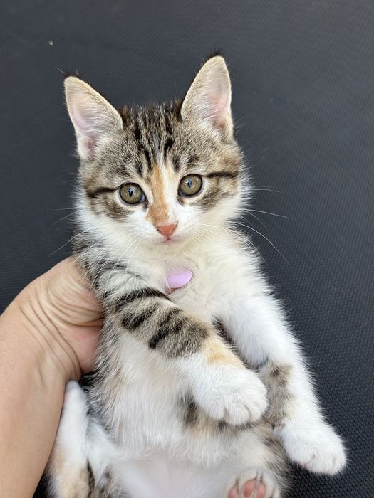 Котенок девочка от Скотиш фолд,Бесплатно,домашний, на лоток приучен