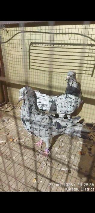 Голуби широкохвостые